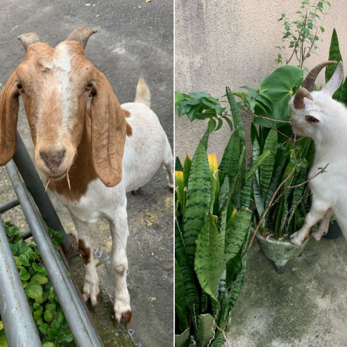  1 de 2Bodes 'invadem' prédio e assustam moradores da CDHU da Comunidade Morro Ilhéu Alto em Santos — Foto: Arquivo Pessoal 